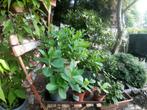 sedum, Tuin en Terras, Ophalen