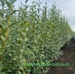 ‼️Ligustrum ovalifolium aan promoprijzen ‼️, Enlèvement