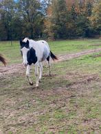Leuke 2-jarige, Dieren en Toebehoren, Paarden