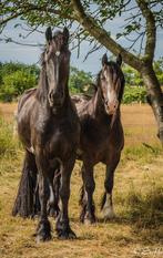 Mooie stamboek Fries van 8 jaar, 170 tot 175 cm, Recreatiepaard, B, Gechipt