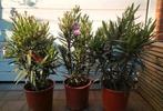 Laatste oleanders, Ophalen