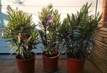 Laatste oleanders beschikbaar voor biedingen