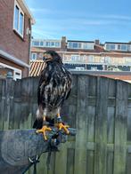 Woestijnbuizerd wijf, Dieren en Toebehoren, Vrouwelijk, Roofvogel, Geringd