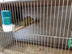 Forpussen in groen en blauwe van 2025, Dieren en Toebehoren