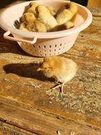 Leghorn buff kuikens, Dieren en Toebehoren, Pluimvee, Geslacht onbekend, Kip