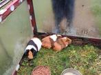 drie cavia's, Dieren en Toebehoren, Knaagdieren, April