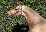 Te koop Mooie 2 jarige valk merrie Welsh part bred, Dieren en Toebehoren, Merrie, Onbeleerd, Gechipt, 0 tot 2 jaar