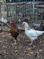Legkippen te koop, Dieren en Toebehoren, Pluimvee