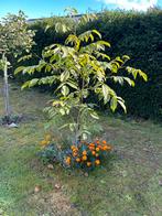 Notenboom 2j oud, Tuin en Terras, Ophalen