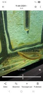 Wimpelaal  ("rietslang"), Dieren en Toebehoren, Overige typen, Zoetwatervis