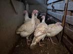 Kalkoenen  slacht  of kweek hanen en hennen  van 4 kg tot 20, Dieren en Toebehoren, Pluimvee