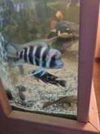Kweekgroep Frontosa, Dieren en Toebehoren, Vis, Zoetwatervis, Schoolvis