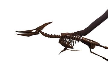 Pteranodon – Gereconstrueerd skelet
 beschikbaar voor biedingen