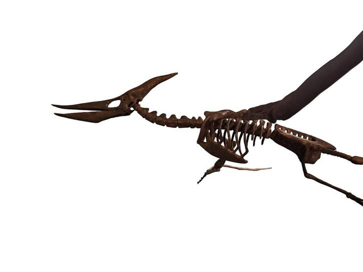 Pteranodon – Gereconstrueerd skelet, Verzamelen, Mineralen en Fossielen, Verzenden