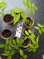 Blauwe regen / Wisteria Zaden, Enlèvement ou Envoi, Printemps, Plein soleil, Graine