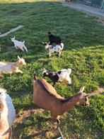 Diverse jonge dwerggeitjes, Dieren en Toebehoren, Schapen, Geiten en Varkens, Meerdere dieren, Geit, 0 tot 2 jaar