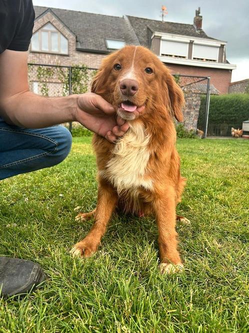 Toller reu 1 jaar, Dieren en Toebehoren, Honden | Retrievers, Spaniëls en Waterhonden, Meerdere dieren, Overige rassen, Fokker | Hobbymatig
