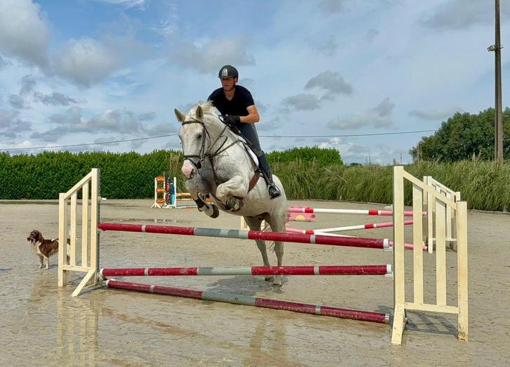 Zeer goede thuis gezocht, Dieren en Toebehoren, Paarden, Ruin, M, 165 tot 170 cm, 11 jaar of ouder, Springpaard, Met stamboom