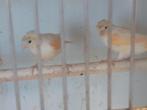 Jonge kanaries, Meerdere dieren, Kleurkanarie