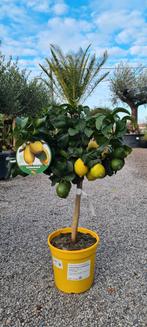 Citrus citroen 4 seizoenen, Ophalen