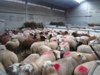 aankoop van alle rassen schapen geiten en parkdieren, Dieren en Toebehoren, Schapen, Geiten en Varkens