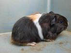 2 cavia's, September, Mannelijk, Cavia