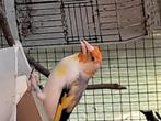 Putters/distelvink, Dieren en Toebehoren, Vogels | Overige Vogels, Wildzangvogel