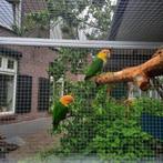 Goed broedpaar Groendij-caique`s/papegaaien., Dieren en Toebehoren, Vogels | Parkieten en Papegaaien, Meerdere dieren, Papegaai