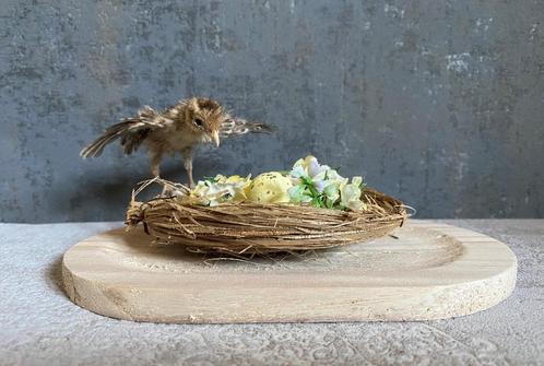 Opgezet pauwenkuiken - taxidermie, Verzamelen, Dierenverzamelingen, Ophalen of Verzenden
