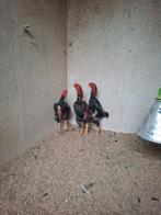 Ko shamo koppel, Dieren en Toebehoren, Pluimvee