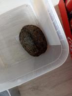 Schildpad 20 euro, Animaux & Accessoires, Reptiles & Amphibiens | Accessoires, Enlèvement ou Envoi