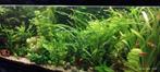 Diverse soorten èchte aquariumplanten, Dieren en Toebehoren, Ophalen