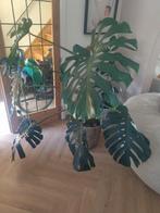 Monstera kamerplant, Ophalen