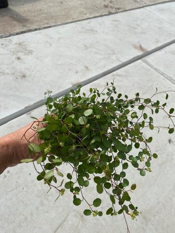 Meulenbeckia  p9 beschikbaar voor biedingen