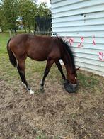 Hengsten veulen, Avec pedigree, Étalon, 0 à 2 ans, Non dressé