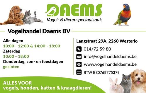 Allerlei vogels te koop, Animaux & Accessoires, Oiseaux | Oiseaux Autre