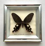 opgezette deco tropische vlinder - Byasa polyeuctes termessu, Enlèvement ou Envoi