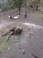 Loopeenden, Dieren en Toebehoren, Pluimvee, Mannelijk, Eend