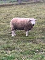 schapen, Dieren en Toebehoren, Schapen, Geiten en Varkens, Mannelijk, Schaap, 0 tot 2 jaar