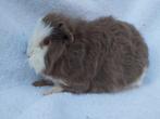 Ch Teddy cavia te koop, Dieren en Toebehoren, Knaagdieren, Cavia