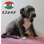 American Staffordshire Terrier pups in prachtig blauw, Dieren en Toebehoren, 15 weken tot 1 jaar, Handelaar, CDV (hondenziekte)