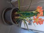 Clivia/ sint jozefsplant, Huis en Inrichting, Kamerplanten, Ophalen, Overige soorten, Halfschaduw, In pot