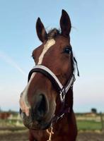 un cavalier indépendant a demandé un jeune cheval de saut, Animaux & Accessoires