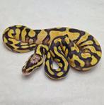 Enchi Pastel koningspython man, Serpent, Domestique, 0 à 2 ans