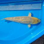 Golden Corn            koi, Dieren en Toebehoren, Vissen | Vijvervissen, Karper of Koi