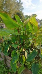 Canna musafolia peruvian, Ophalen