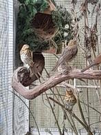 Koppel zanglijsters, Meerdere dieren, Wildzangvogel, Geringd