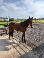 2 hongres, Animaux & Accessoires, Chevaux, Ne s'applique pas, Vermifugé, Moins de 160 cm, 3 à 6 ans