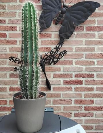 Mooie grote cactus  beschikbaar voor biedingen
