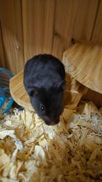 Goudhamsters, Dieren en Toebehoren, Knaagdieren